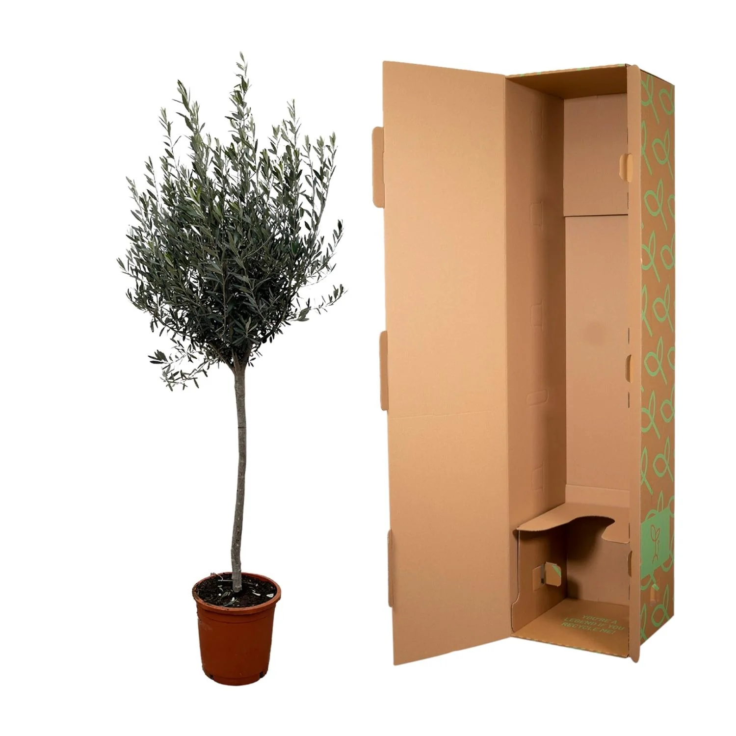 Olea Europaea on stem - 160cm- Ø24