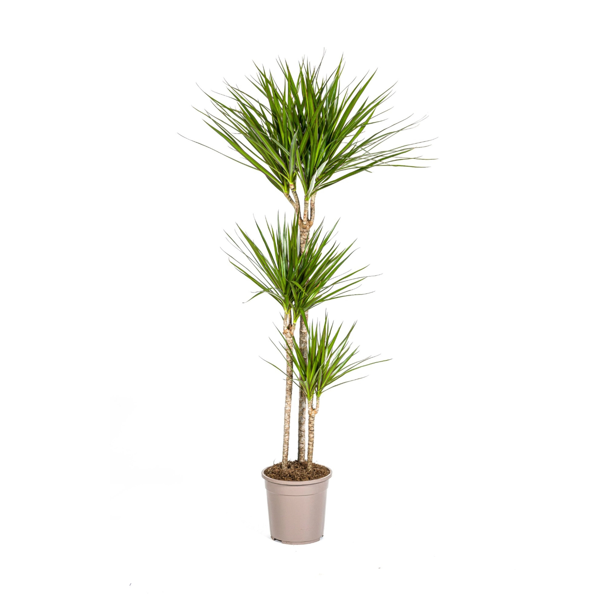 Dracaena Marginata Green