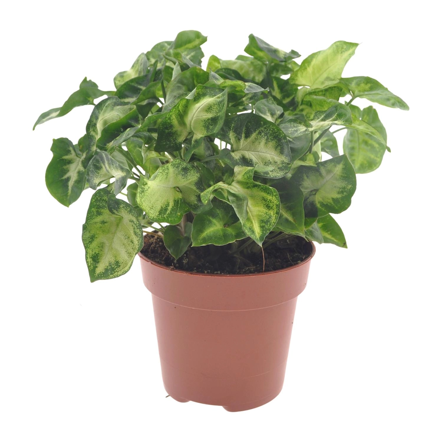 Syngonium Pixie - Ø12cm - ↕20cm Bild 1