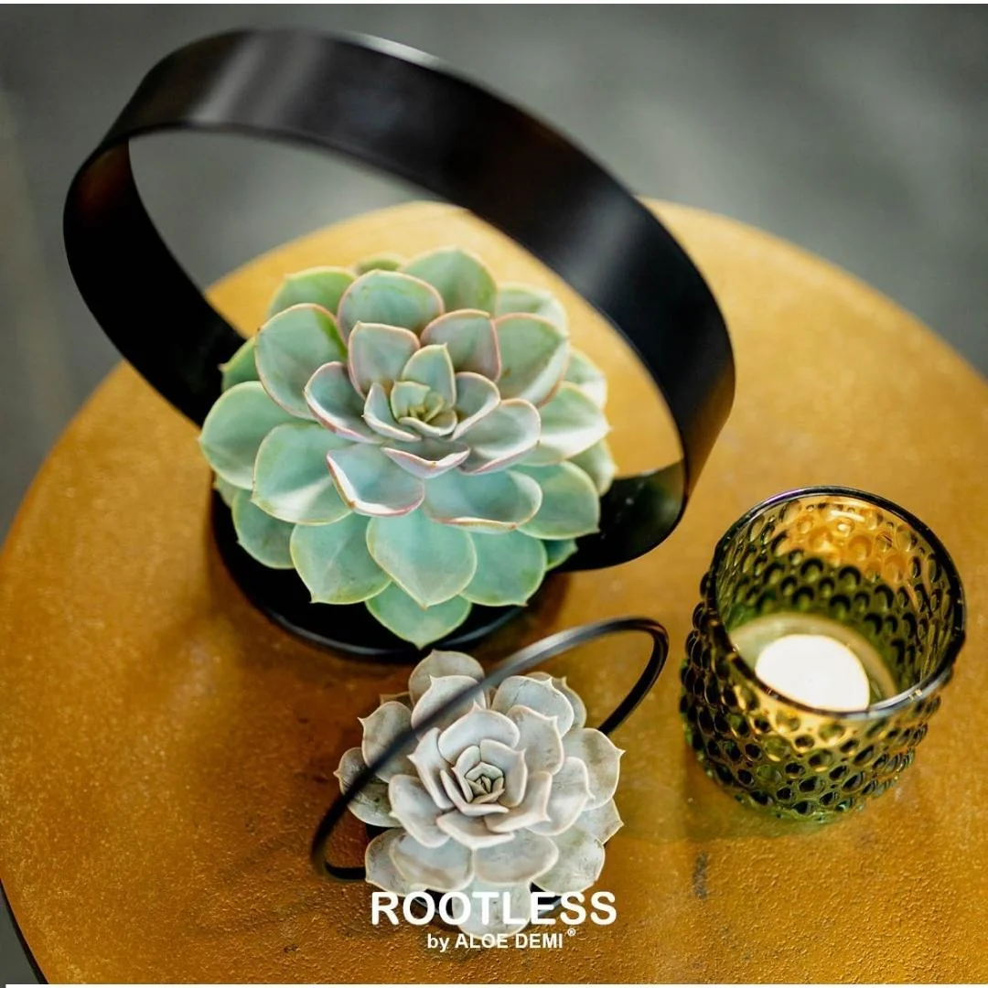 ROOTLESS Echeveria Pulidonis Bild 14