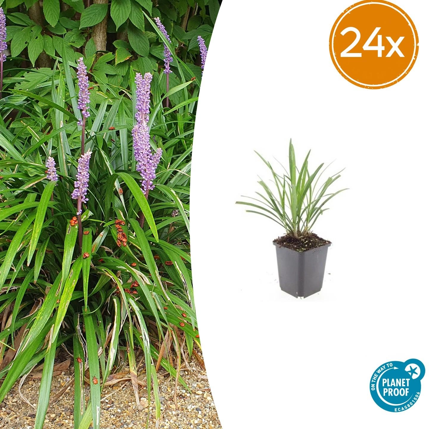 Liriope muscari 'Ingwersen'