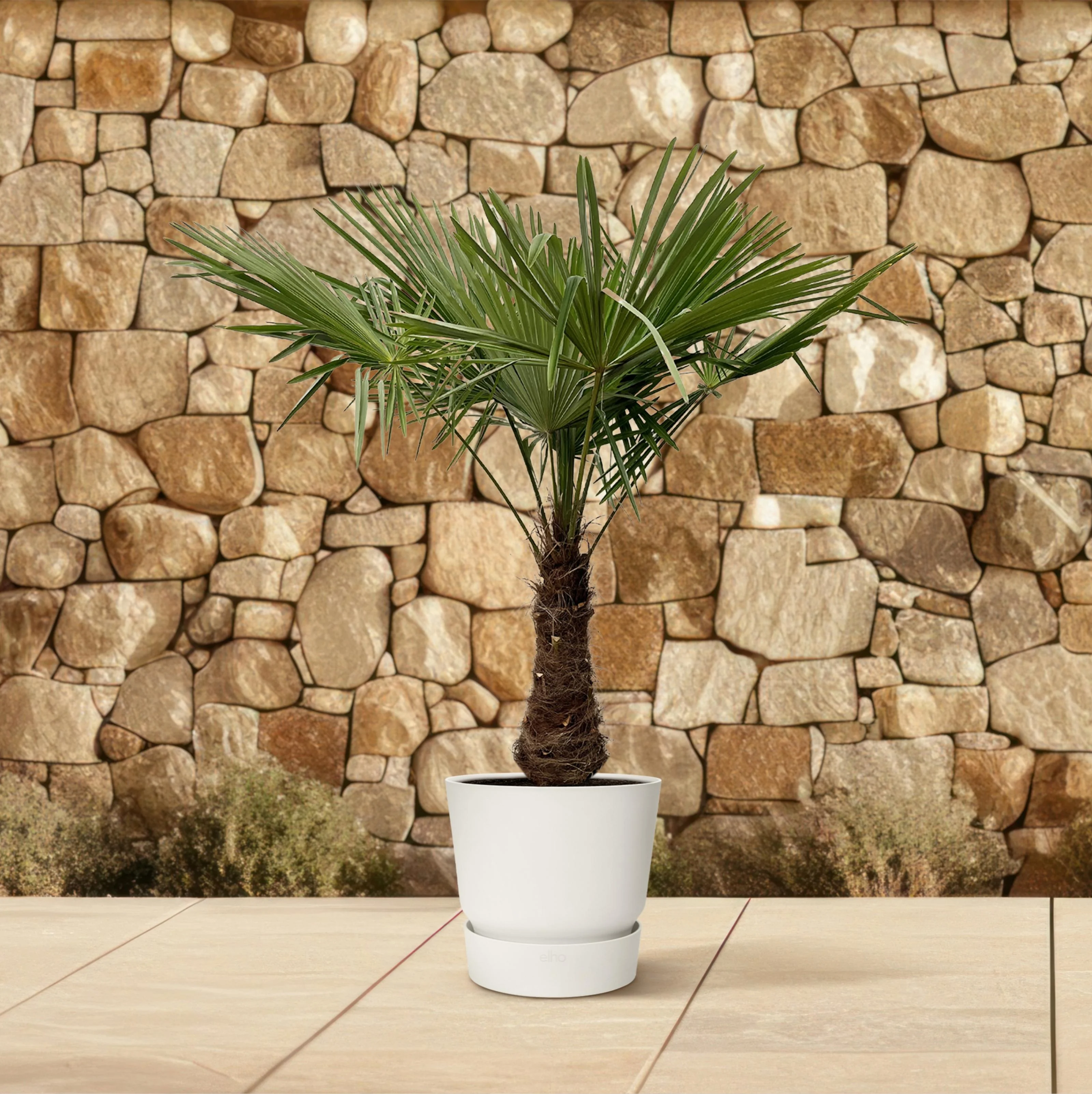 Trachycarpus - 240cm- Ø45