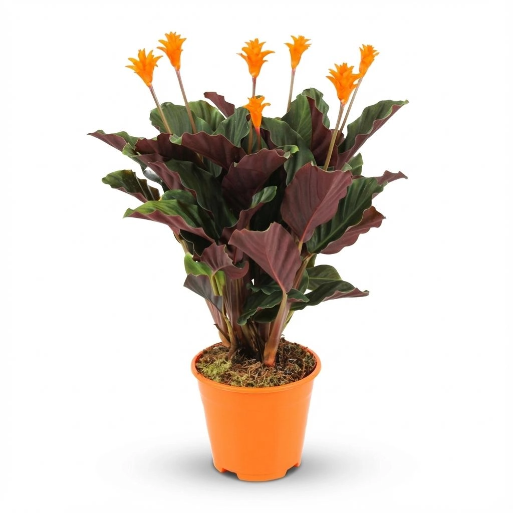 Calathea Crocata