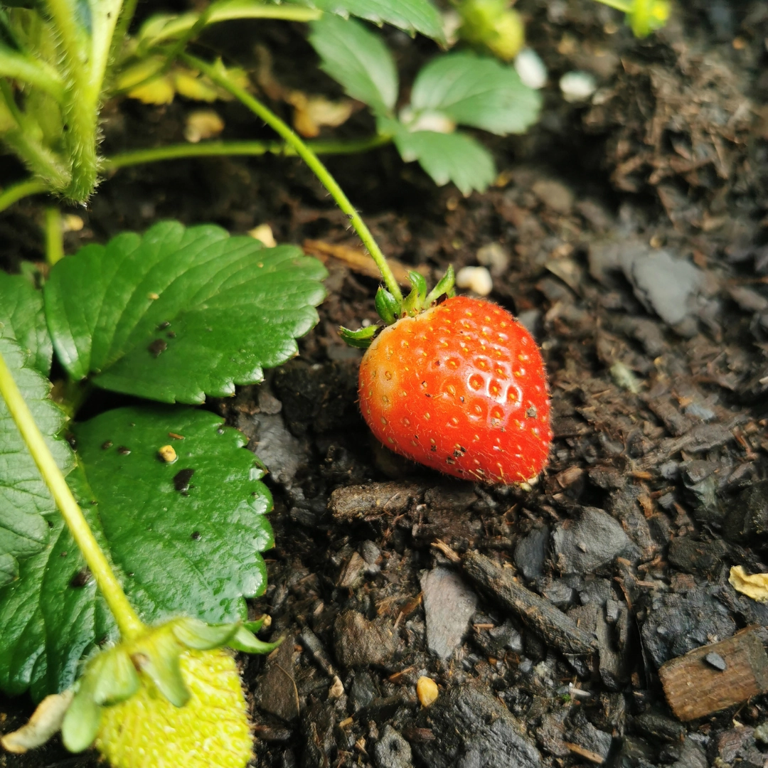 Erdbeerpflanzen 6er-Pack (Fragaria) – 100% Bio