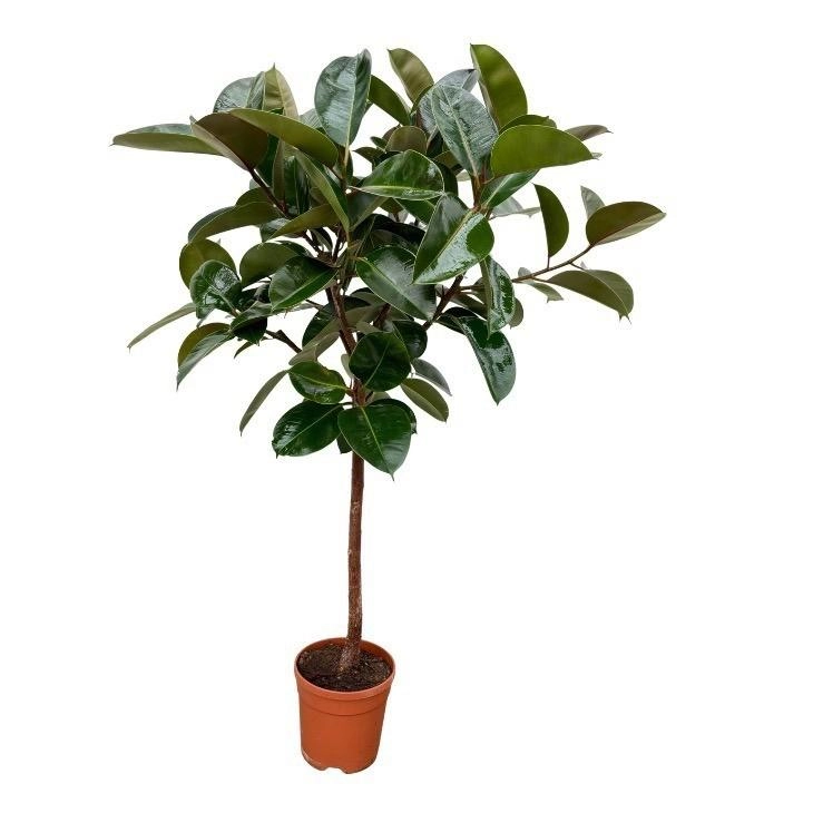 Ficus Elastica Robusta trunk - 120 cm - Ø24cm Bild 1