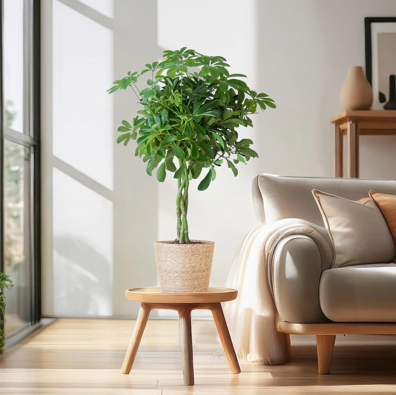 Schefflera Arboricola Nora