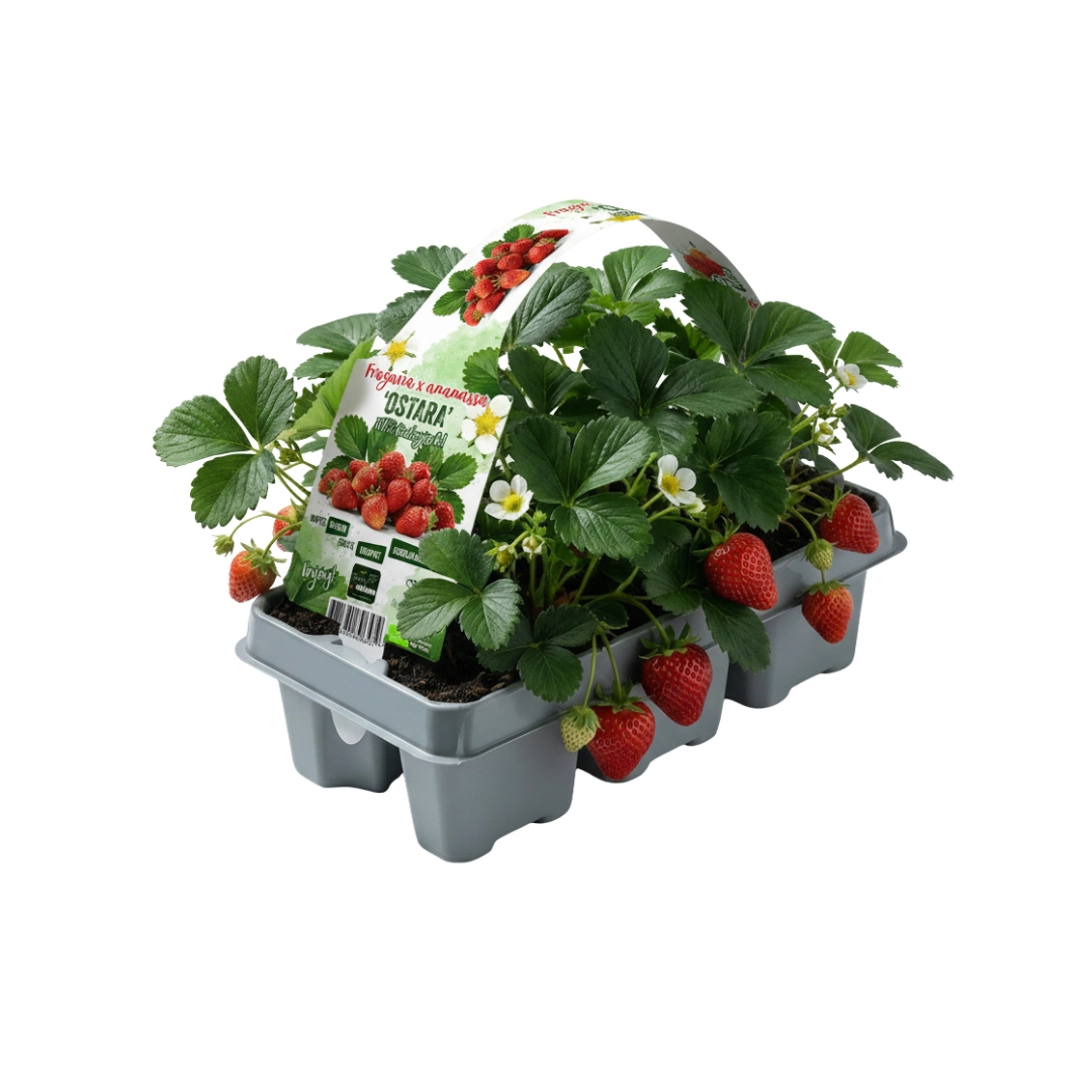 Erdbeerpflanzen 6er-Pack (Fragaria) – 100% Bio