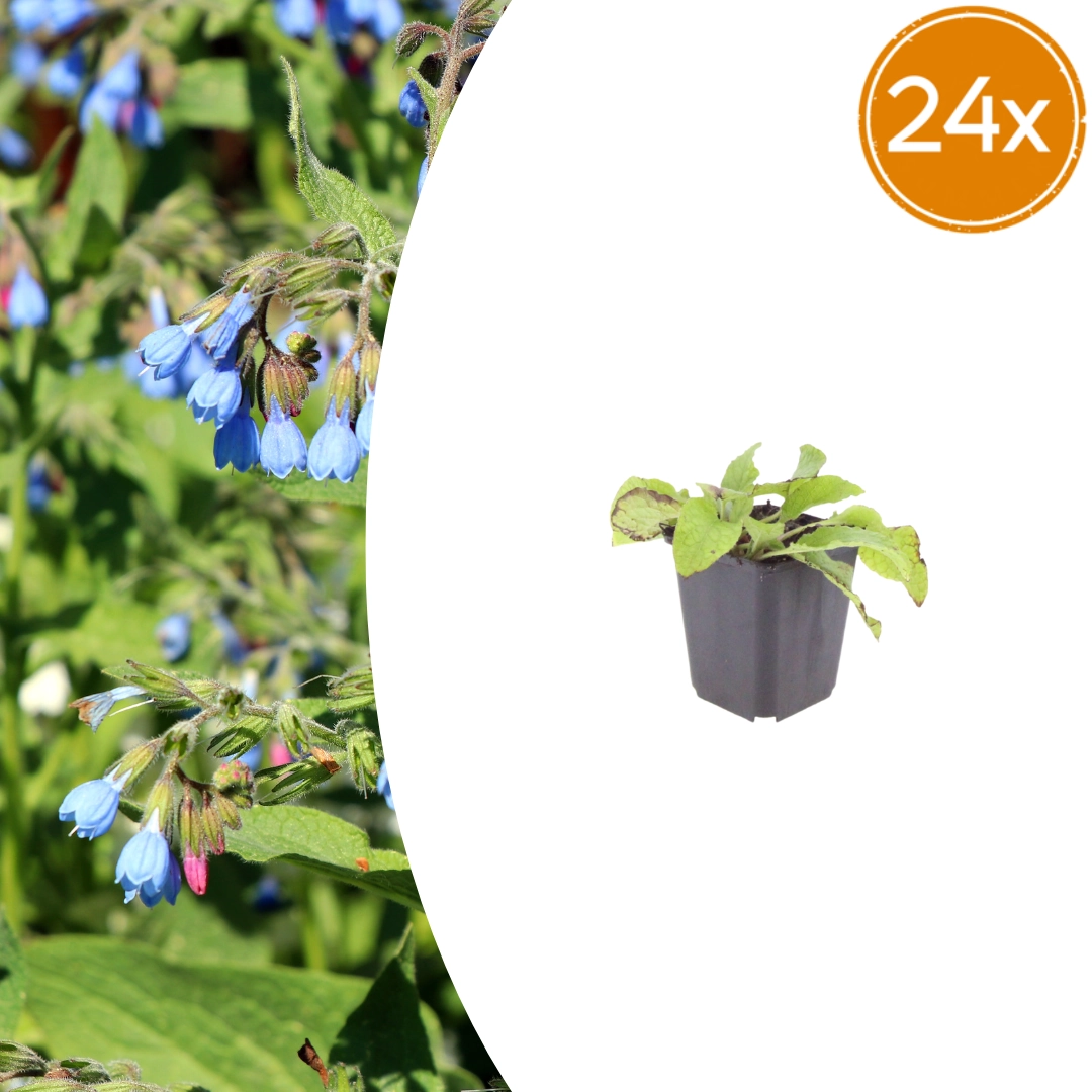 Symphytum grandiflorum ‘Wisley Blue’