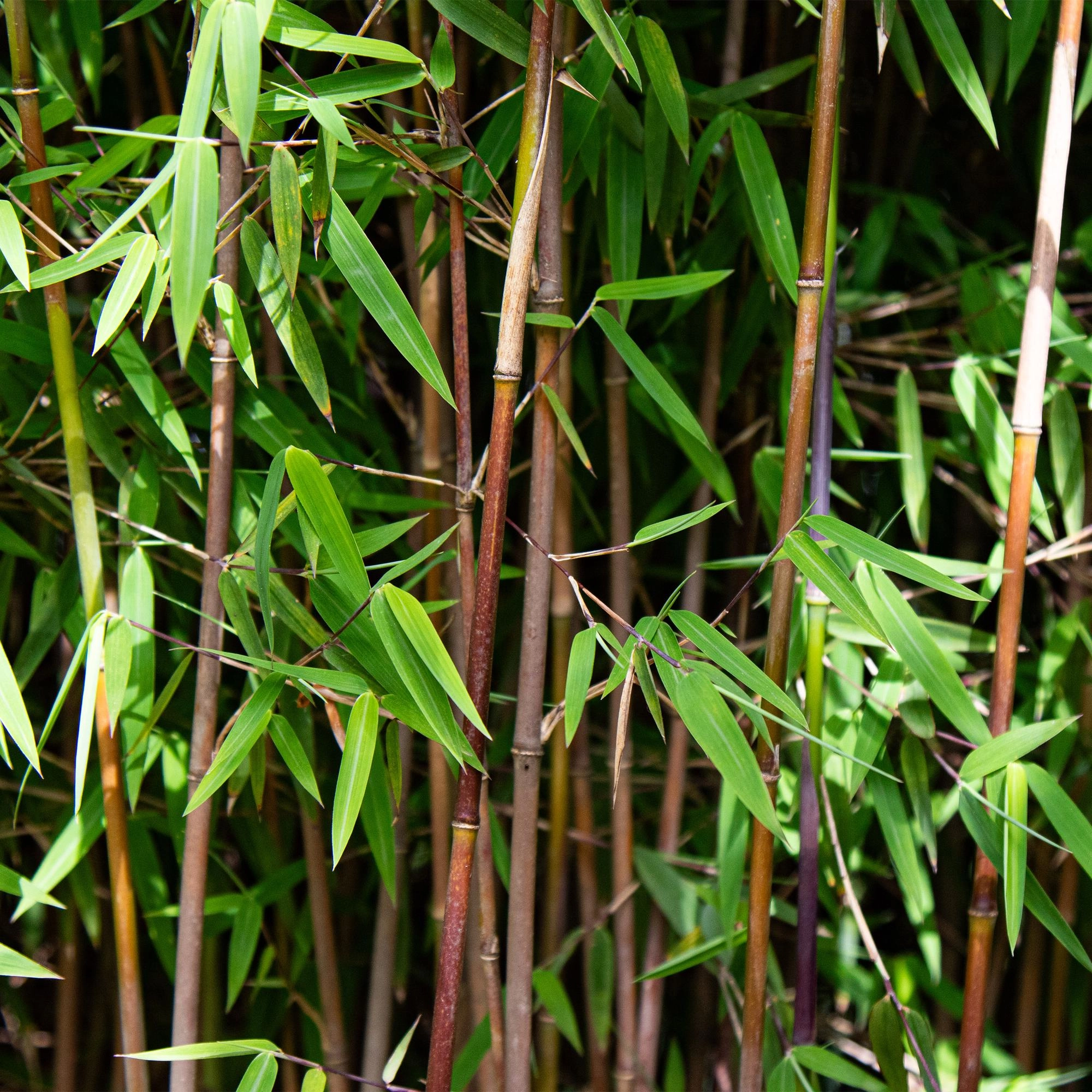 Fargesia Nitida Red Dragon