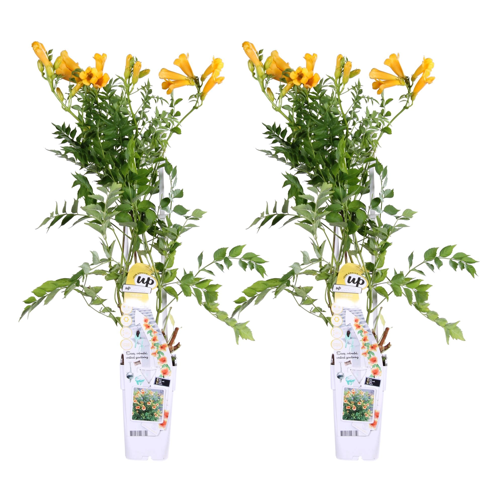 Campsis Summer Jazz Gold Trompete