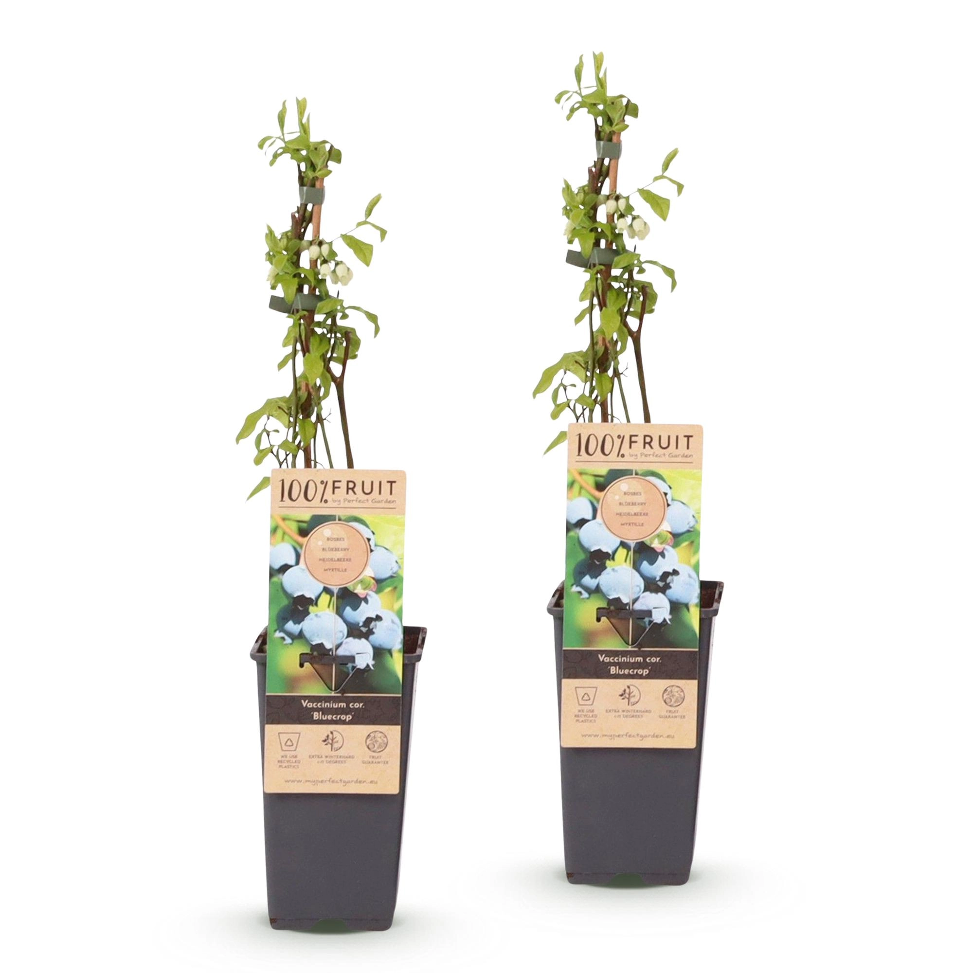 Green boutiQ - Fruit plant - Vaccinium corymbosum Bluecrop - Blueberry - Hardy - Blue Berry - 2 Plants - Pot 15cm - Height 50cm Bild 2