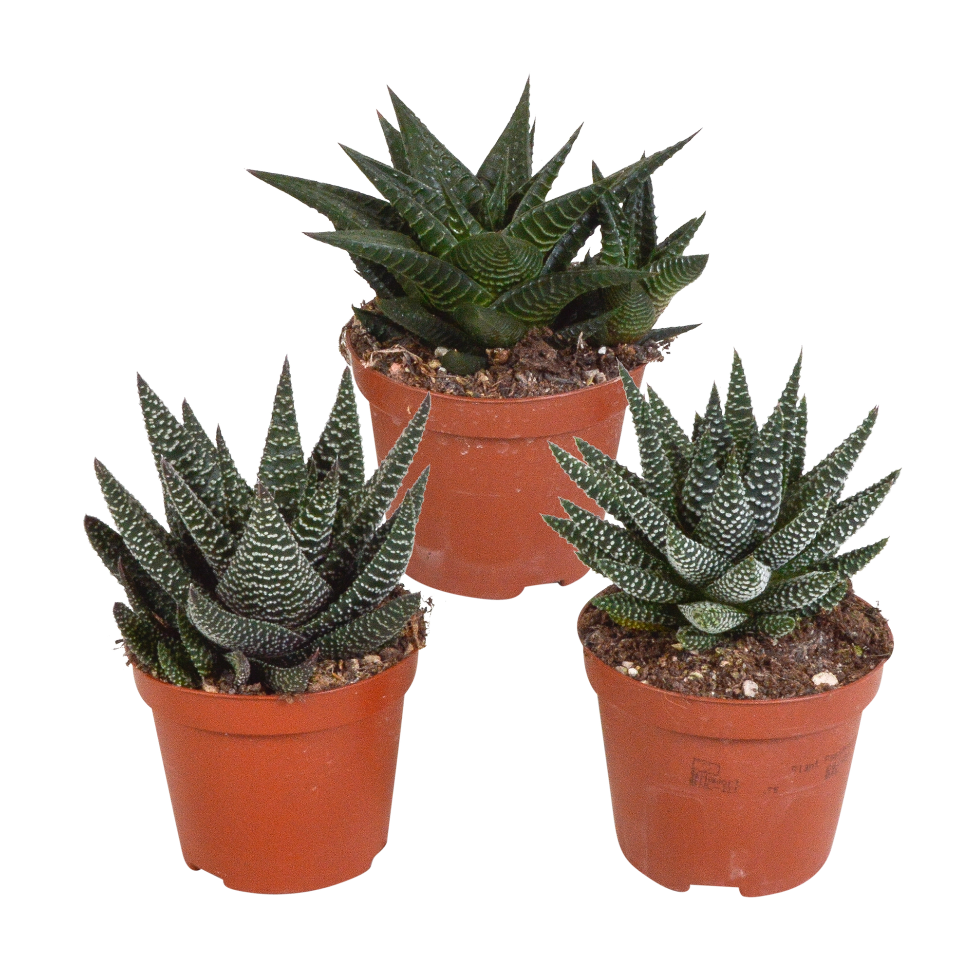 Grüne Mischung aus Gasterias und Haworthias