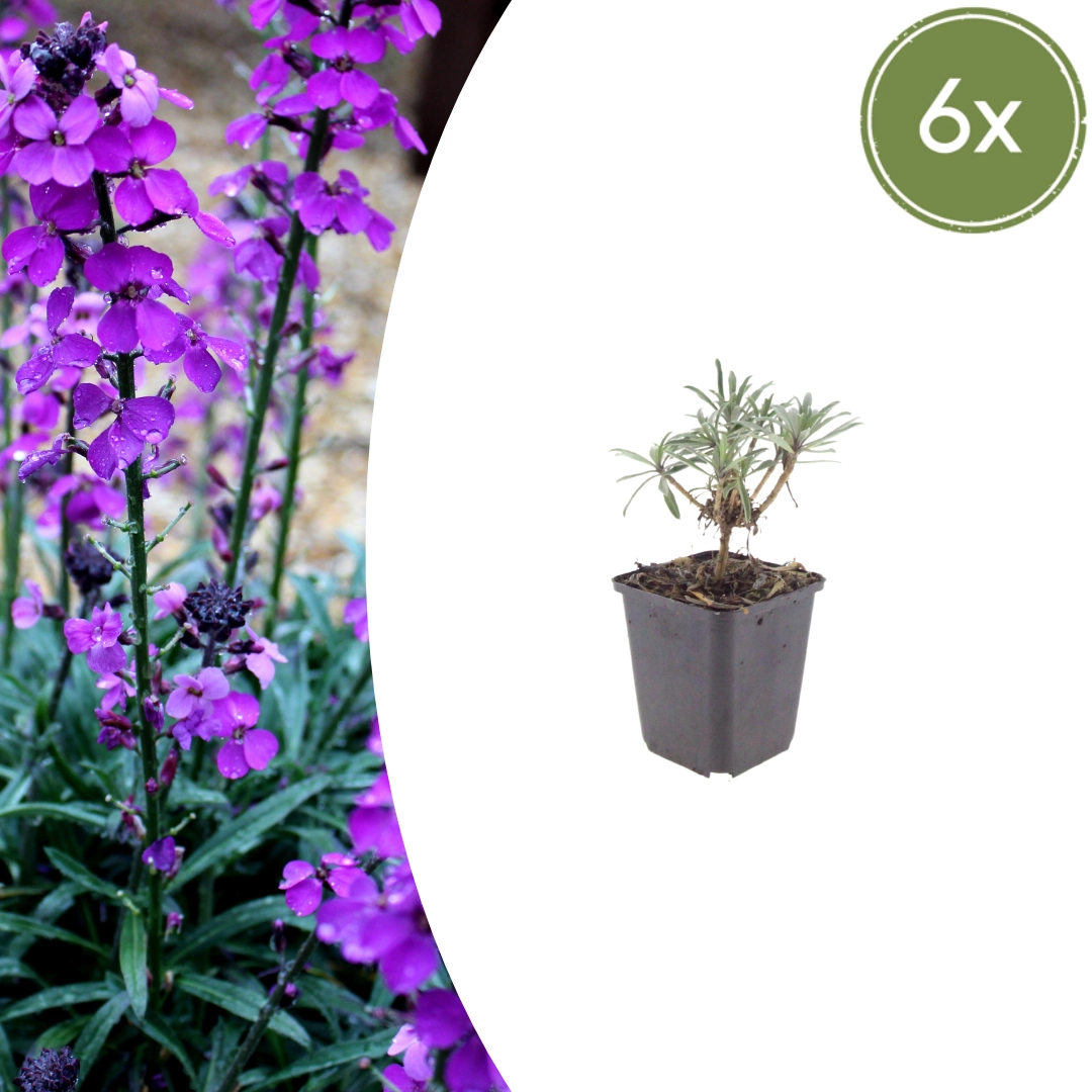Erysimum ‘Bowles’ Mauve’