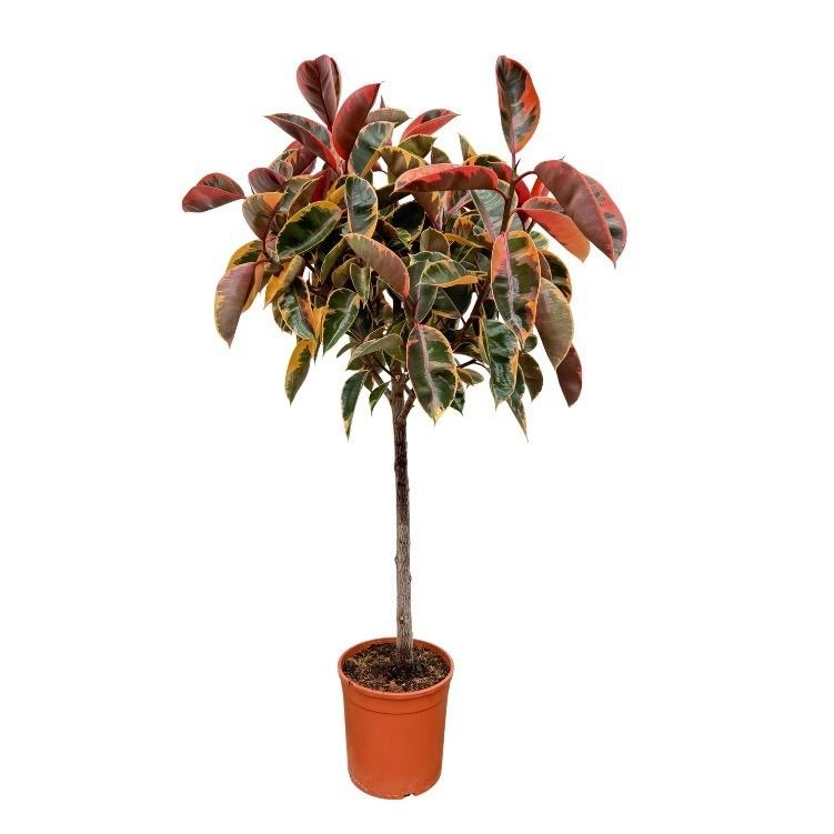 Ficus Elastica Belize on trunk - 130 cm - ø24 Bild 1