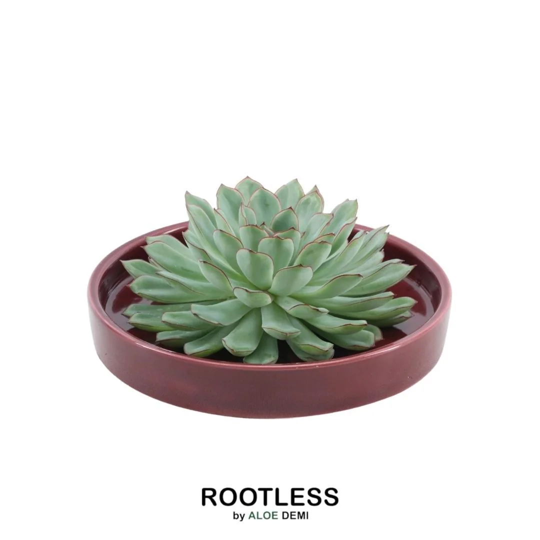 Echeveria Pulidonis - Wurzellose Sukkulente Bild 9