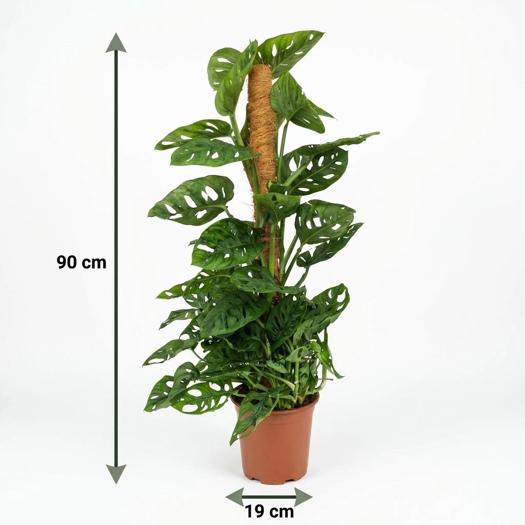 Monkey Mask - Monstera Andansonii am Moosstab