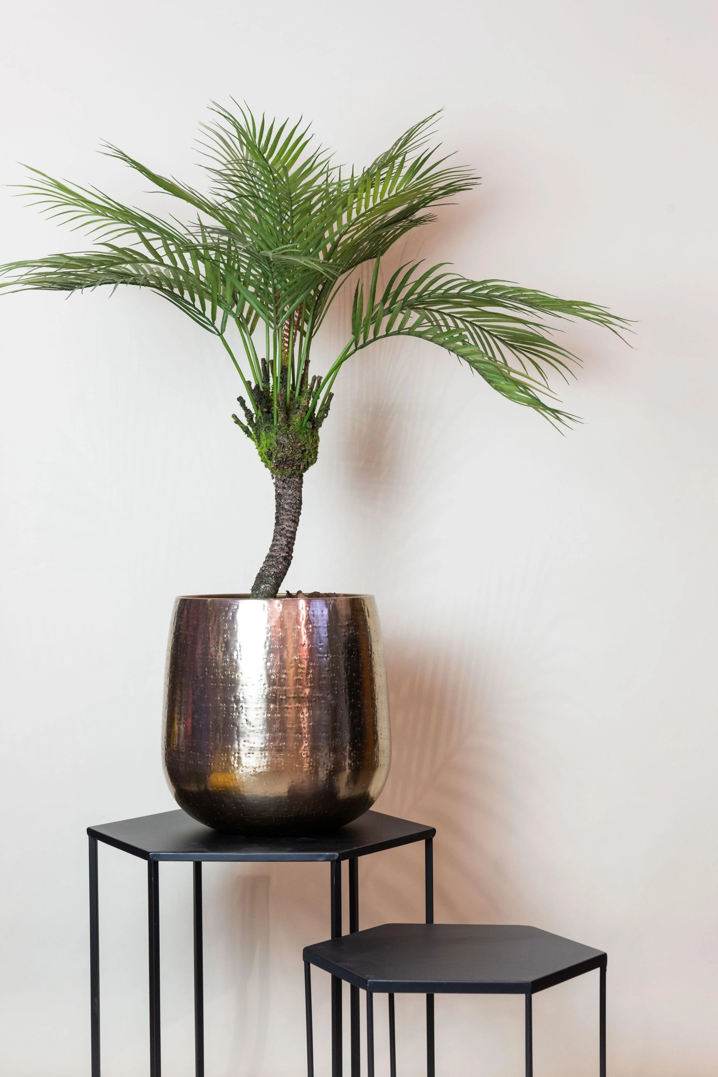 Chamaedorea Elegans – Mexikanische Bergpalme