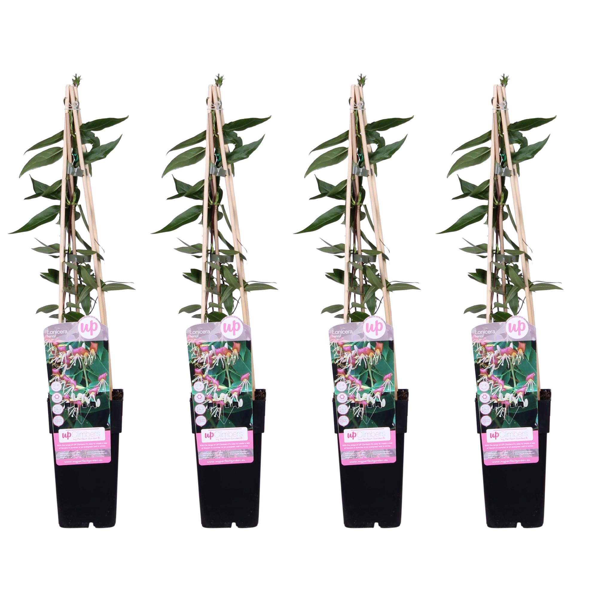 4x - Lonicera henryi - ↨65cm - Ø15 Bild 1