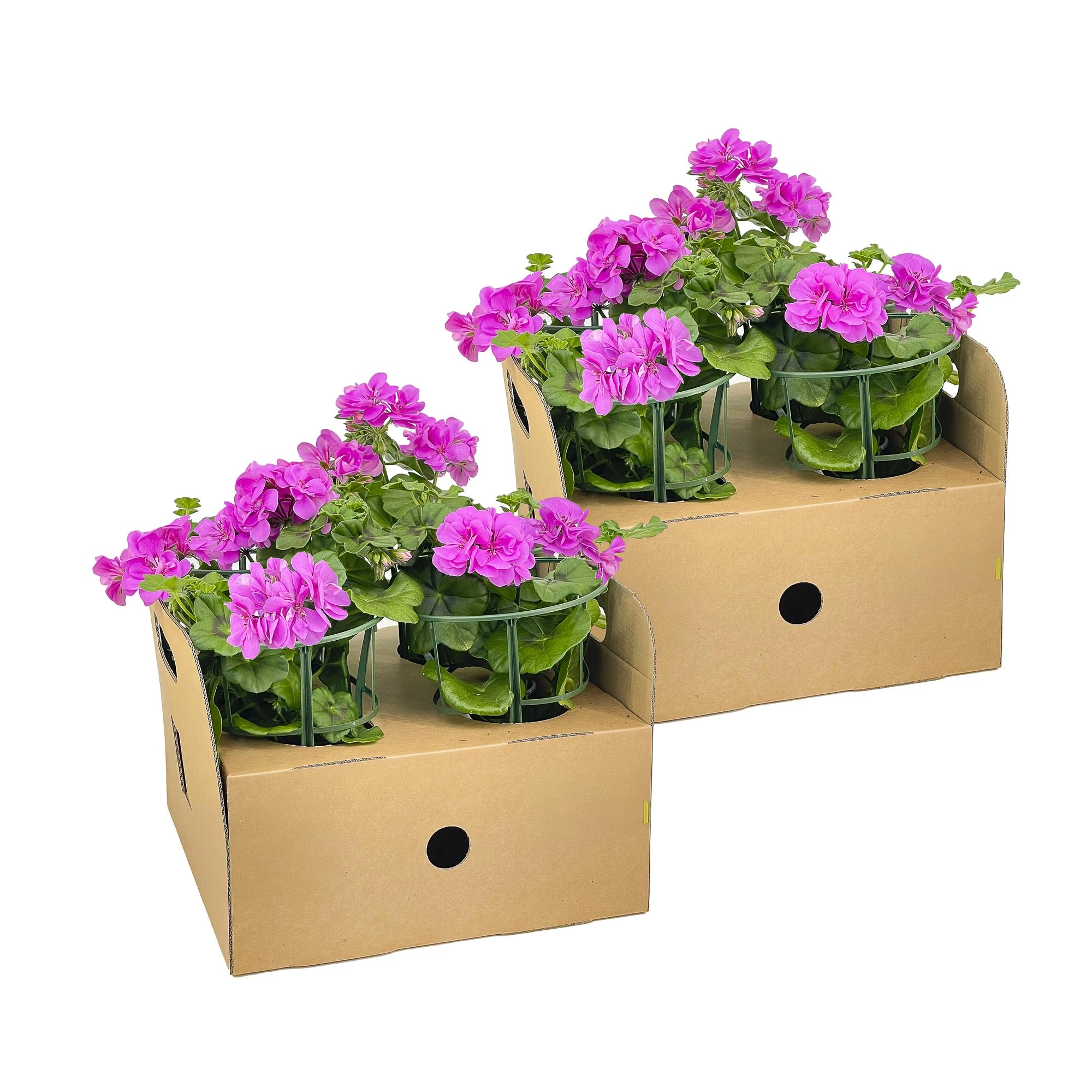 Pelargonium peltatum 'Violet' – 8 Pflanzen