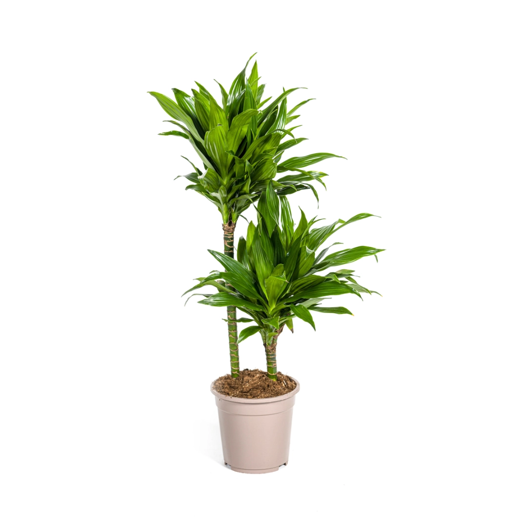 Dracaena Deremensis Green Jewel