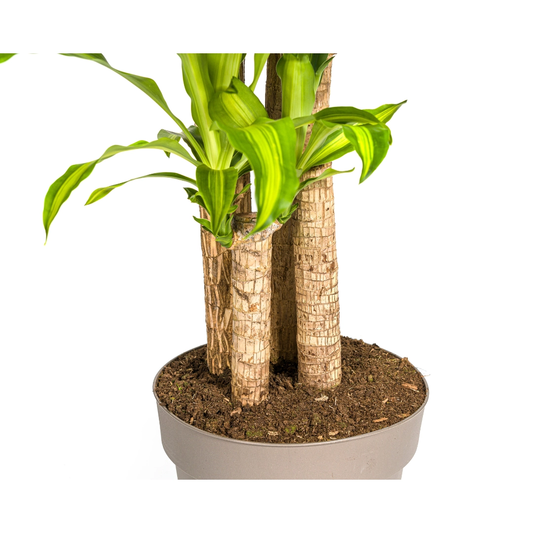 Dracaena Fragrans Massangeana – Zimmerpflanze mit tropischem Flair
