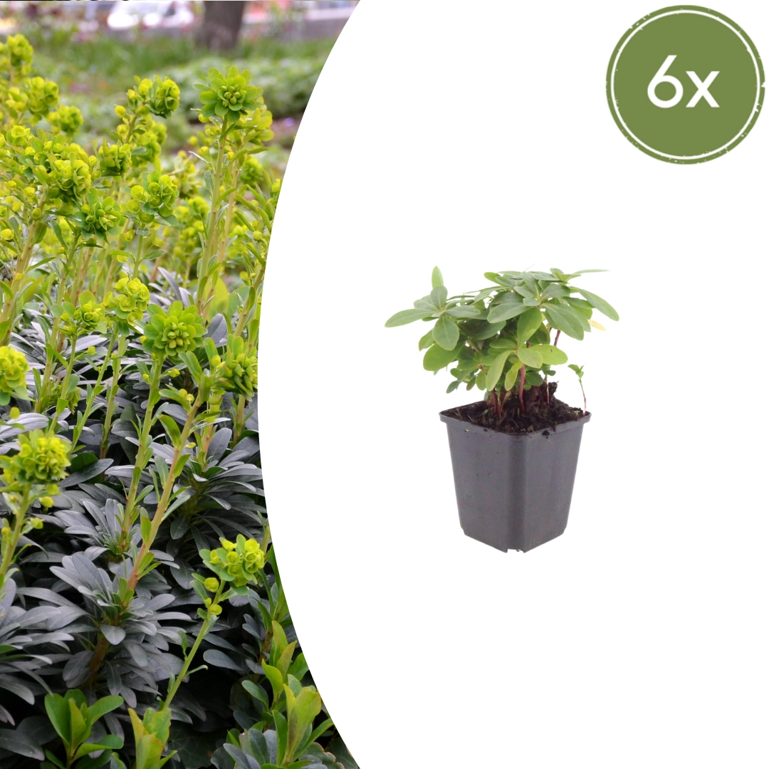 Euphorbia amygdaloides ‘Robbiae’
