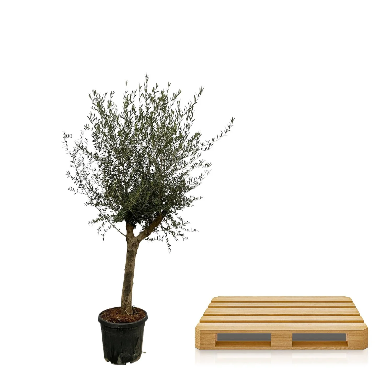 Olea Lorc - 200 cm - Ø45cm Bild 2