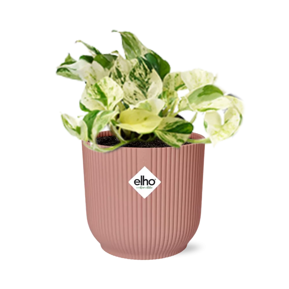 Epipremnum Happy Leaf – Pflegeleichte Kletterpflanze