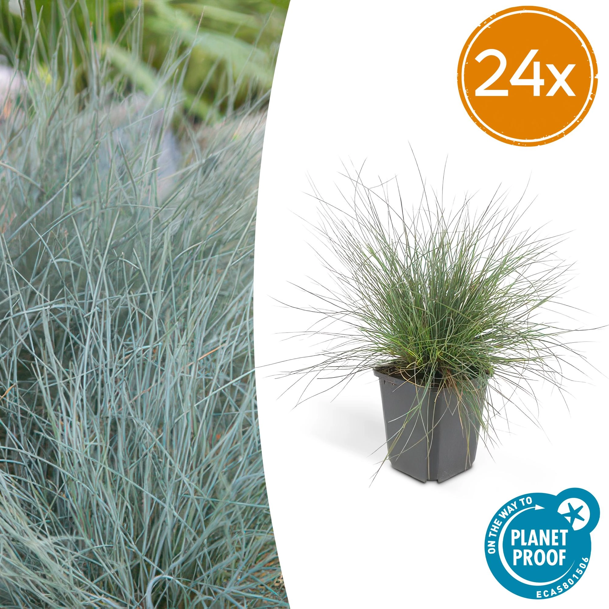 Festuca glauca ‘Eljae Blue’
