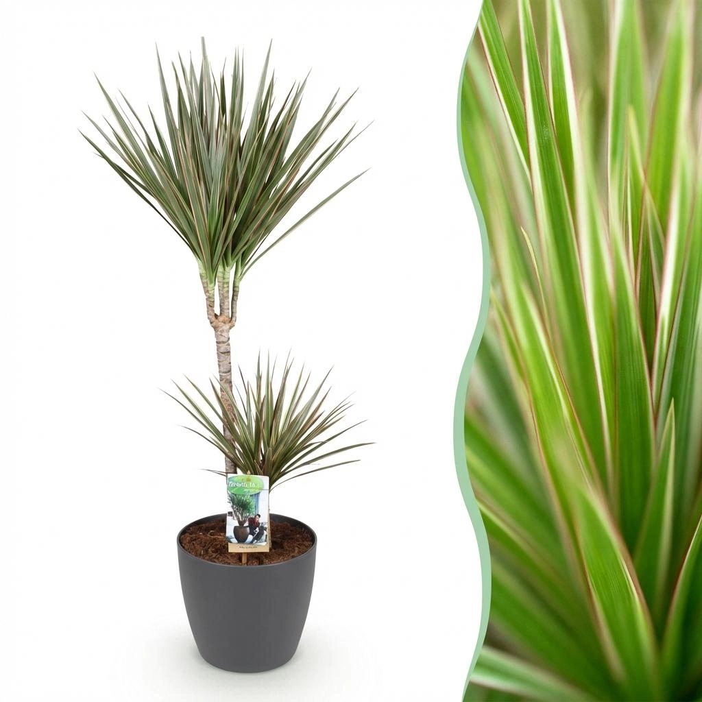 Dracaena Marginata Bicolor