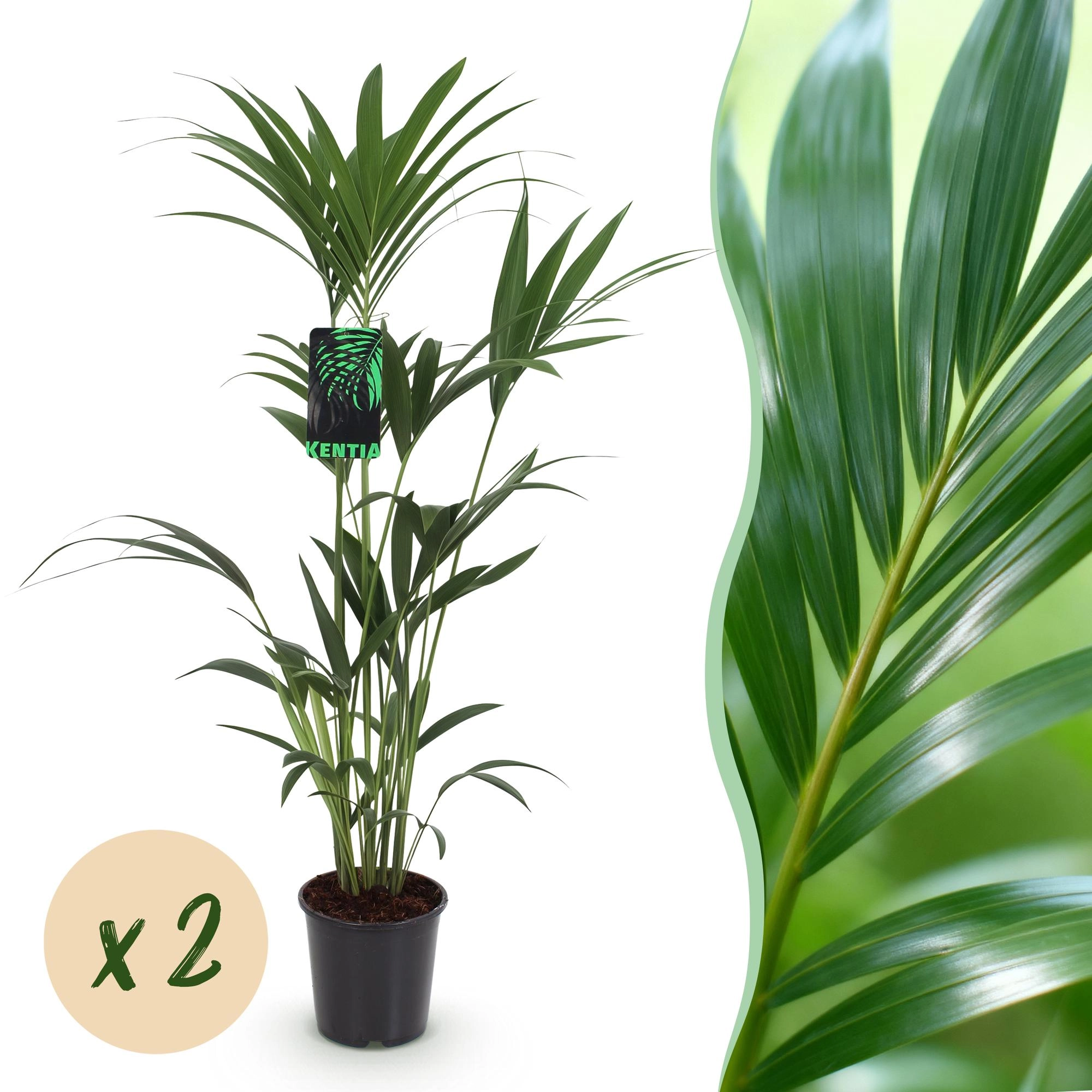 Howea Forsteriana - Kentia Palme