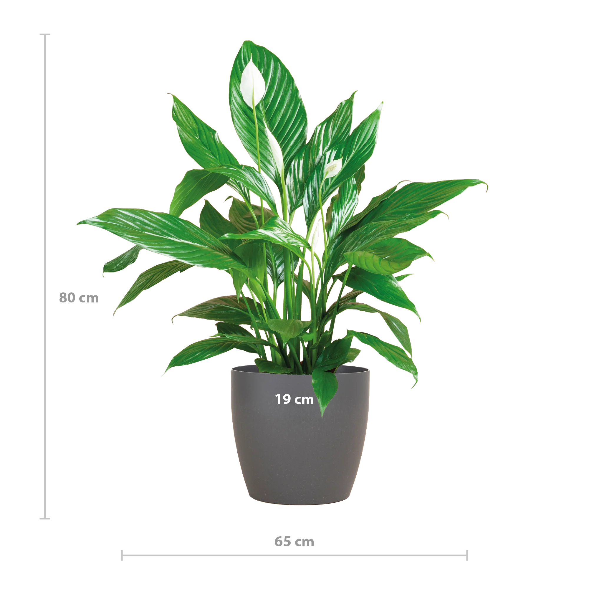 Spathiphyllum Sweet Lauretta – Friedenslilie
