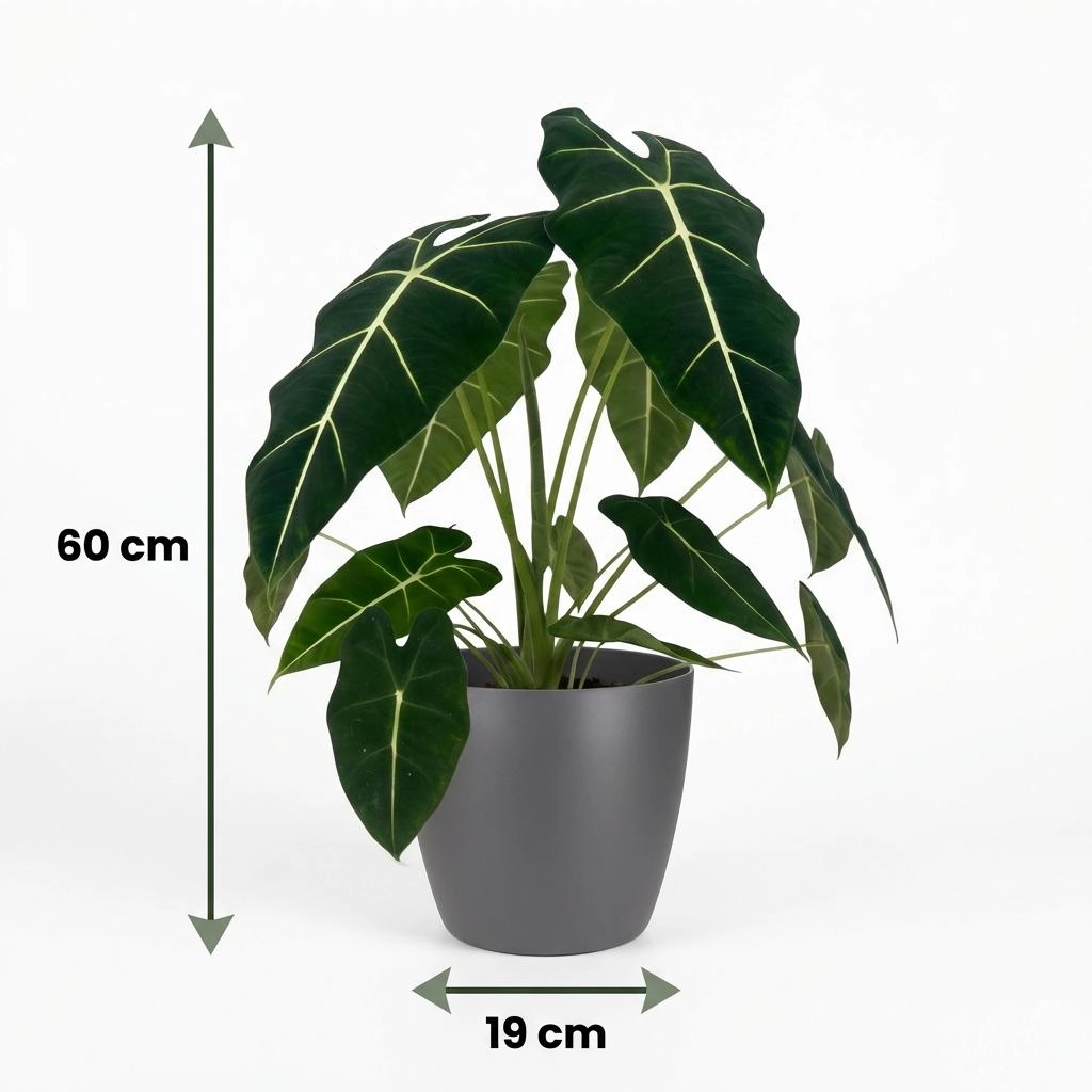 Alocasia Frydek - Elefantenohr