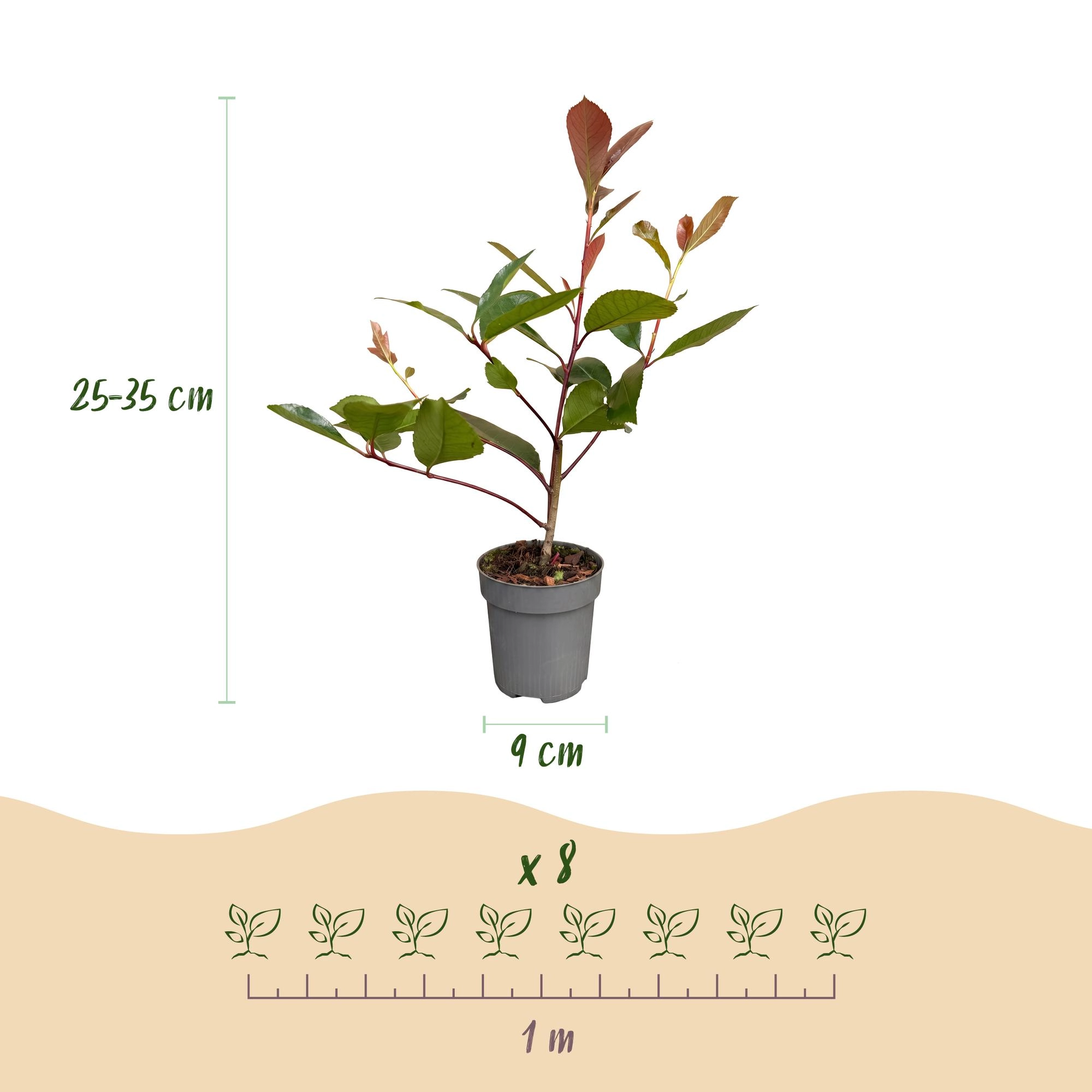 8x Photinia fraseri Red Robin - Glanzmispel - Heckenpflanzen - Immergrün - Rot - Topf 9cm - Höhe 25-35cm Bild 4