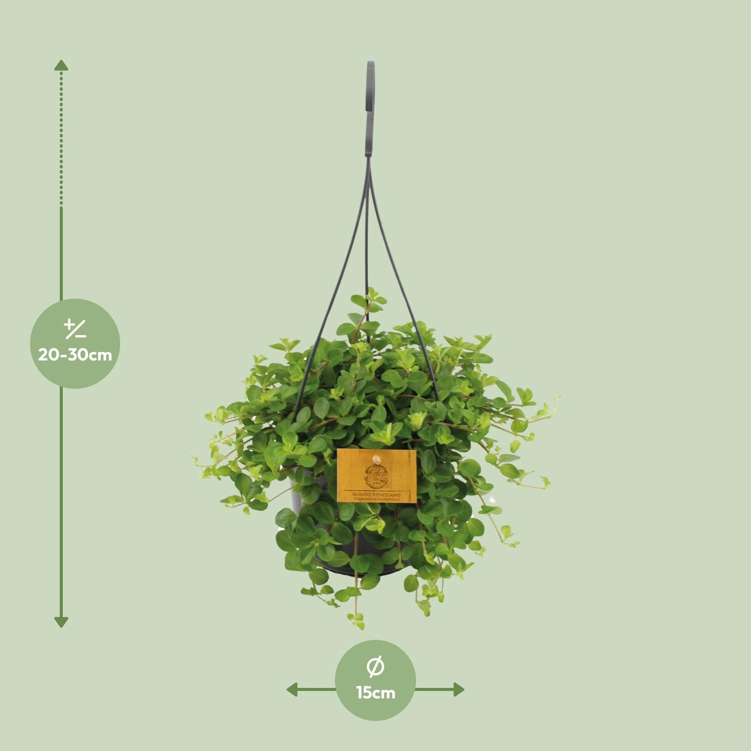 Peperomia Rotundifolia - Ø15cm - ↕25cm Bild 2