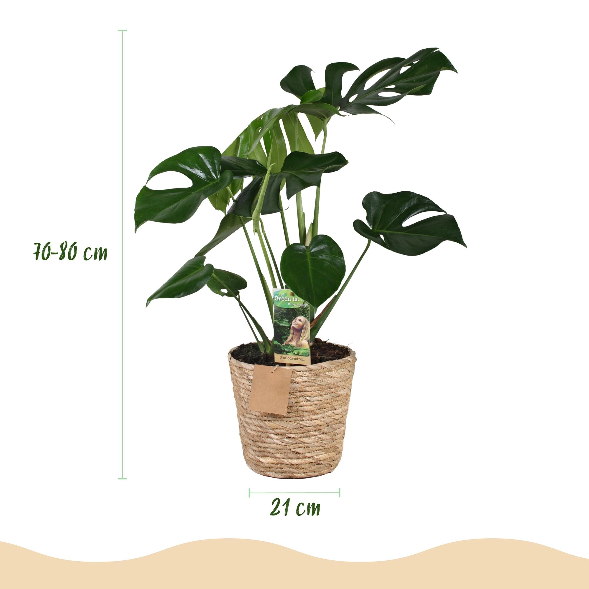 Monstera Deliciosa