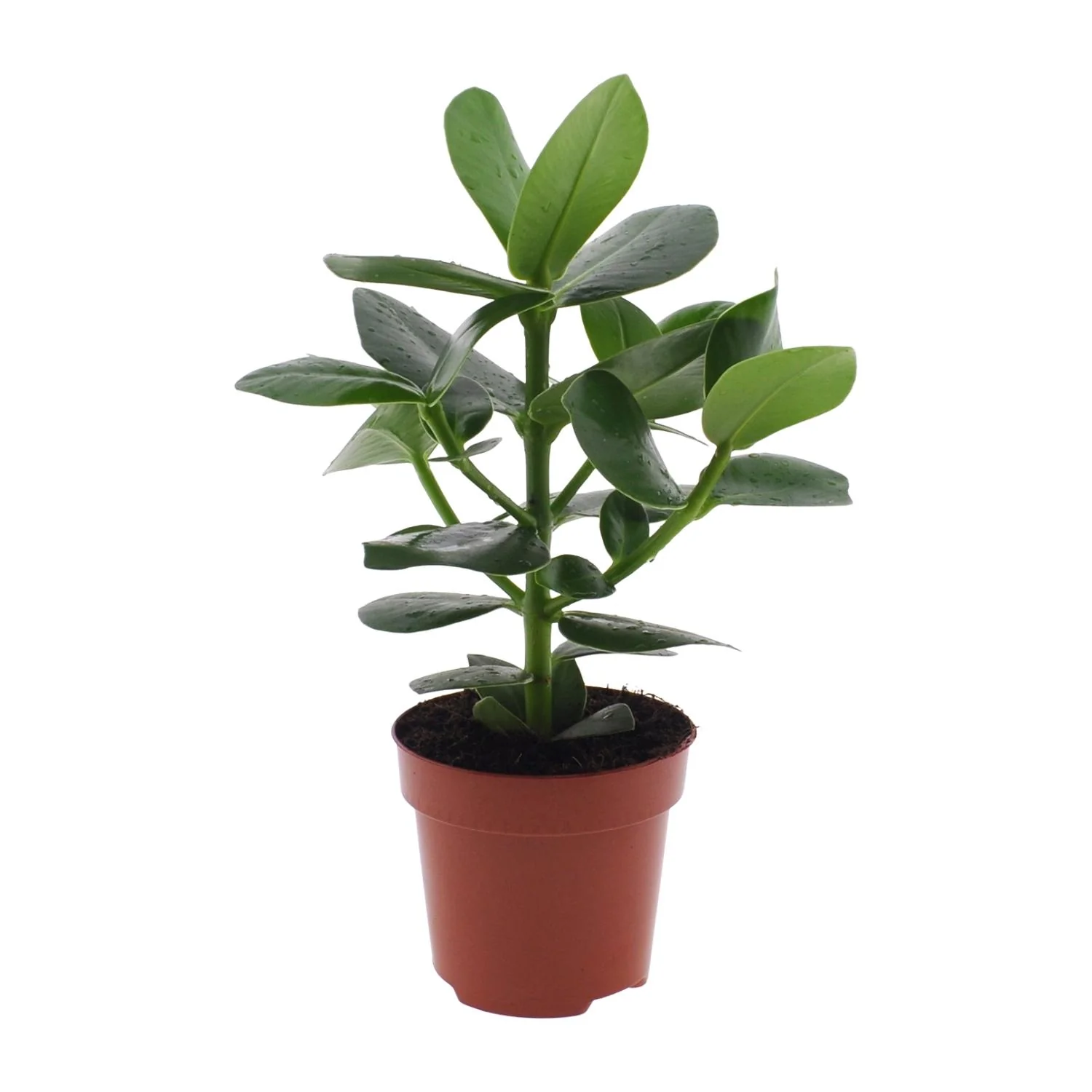 Clusia rosea Princess – Autogramm-Baum