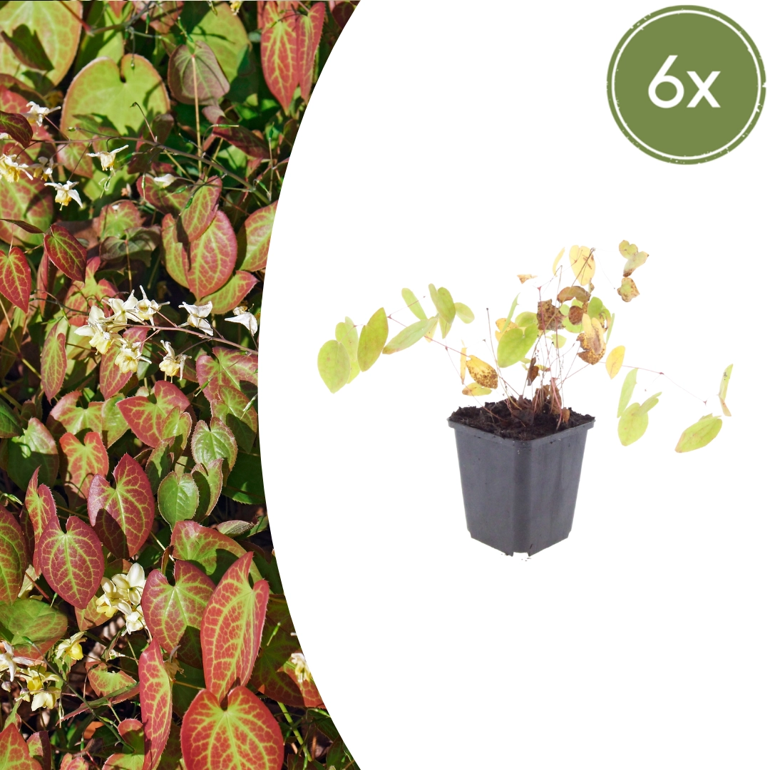 Epimedium × youngianum ‘Niveum’