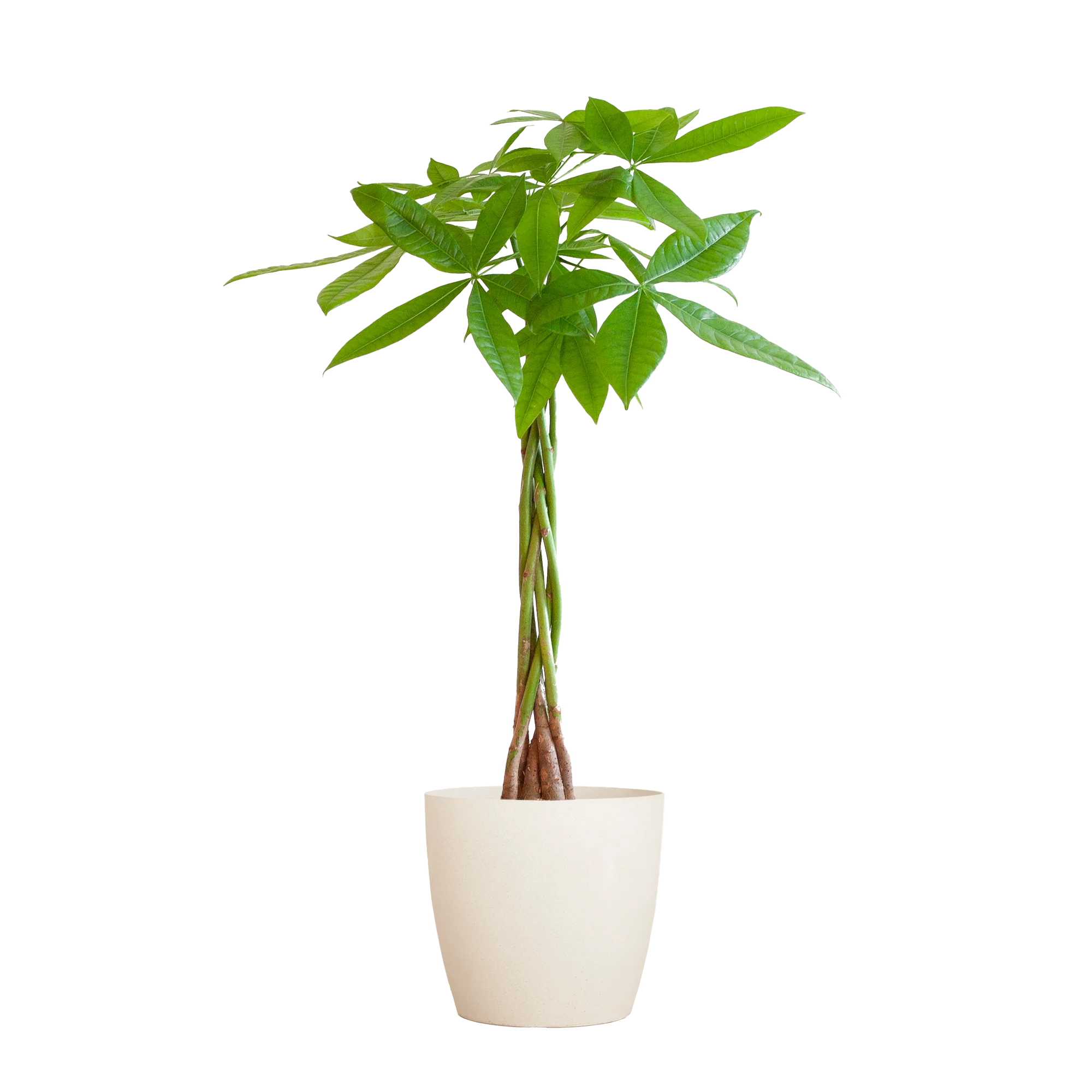 Pachira Aquatica – Geldbaum 80 cm