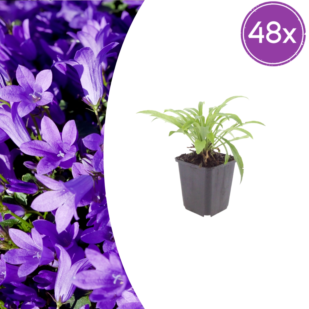 Campanula persicifolia ‘Coerulea’