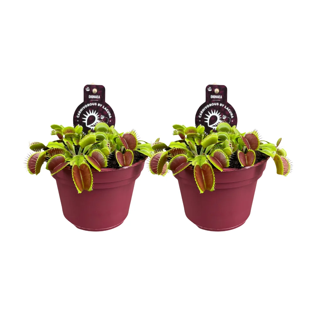 Dionaea Muscipula – Venusfliegenfalle