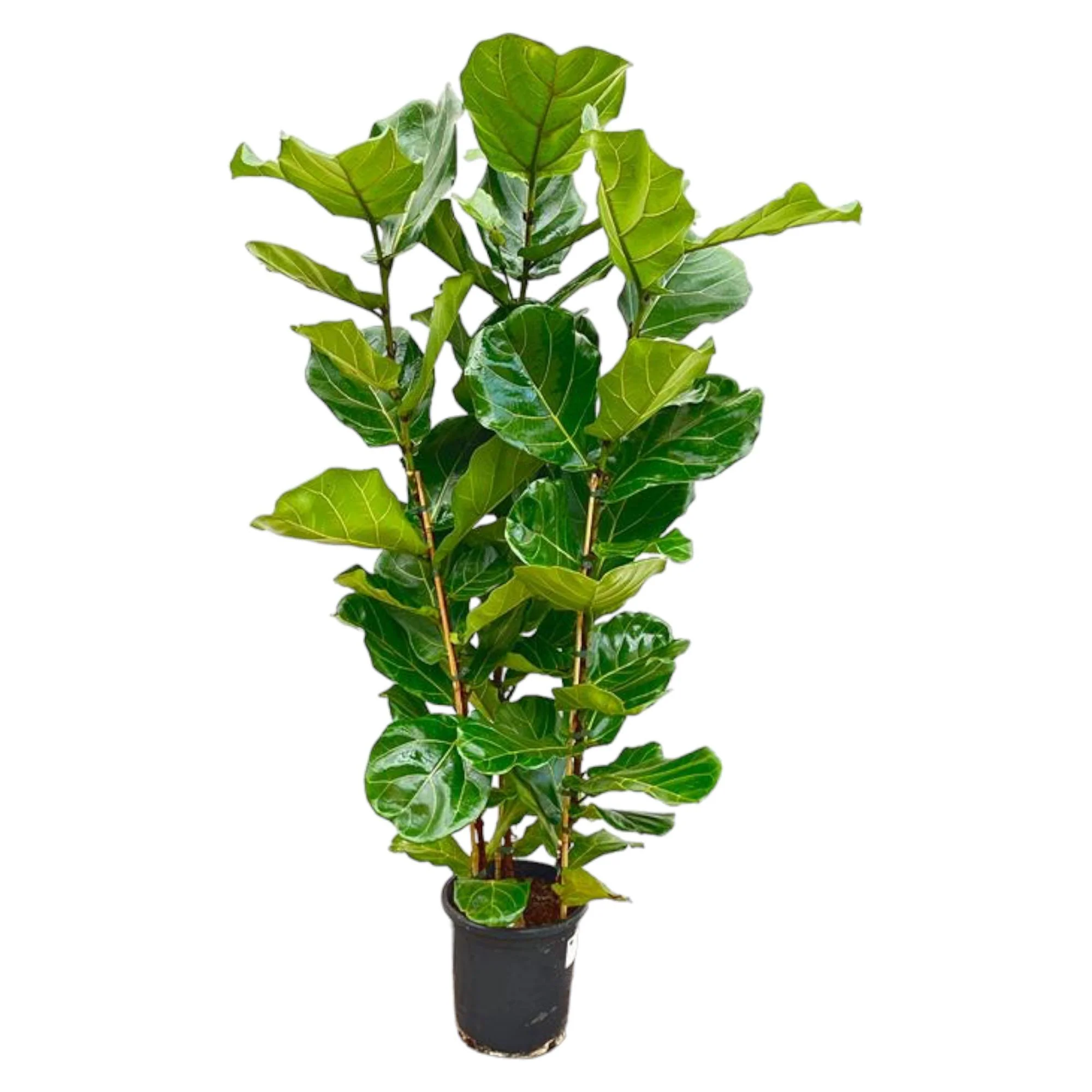 Ficus Lyrata – Geigenfeige