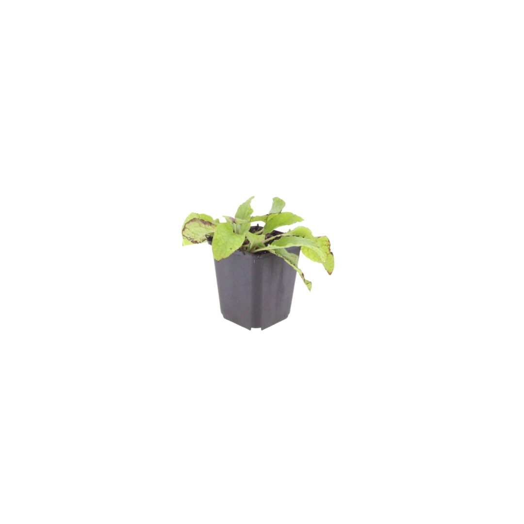 Symphytum grandiflorum ‘Wisley Blue’