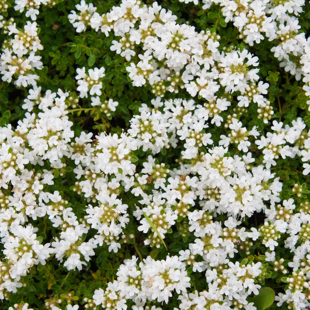 Thymus praecox ‘Albiflorus’