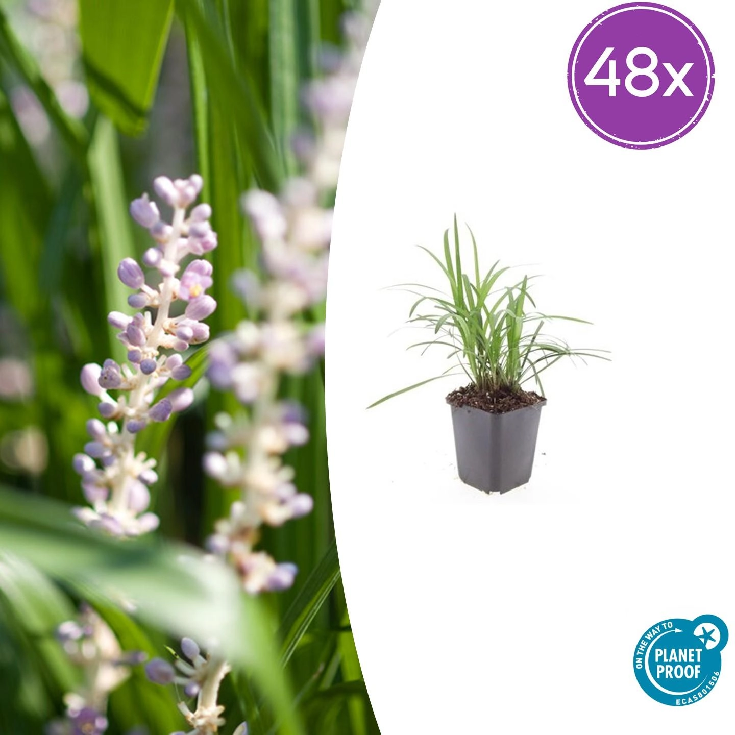 Liriope muscari 'Moneymaker'