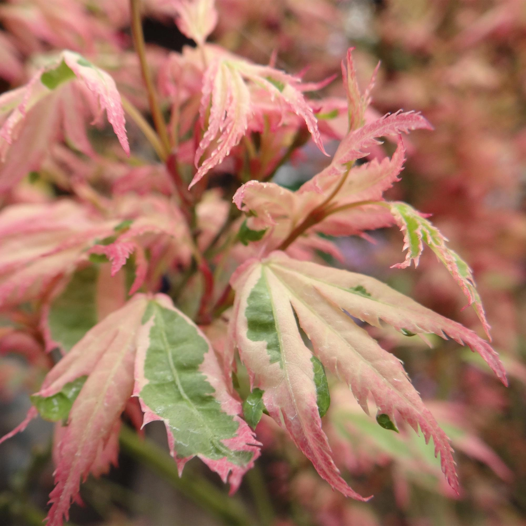 Acer palmatum Iyoshi Bild 5