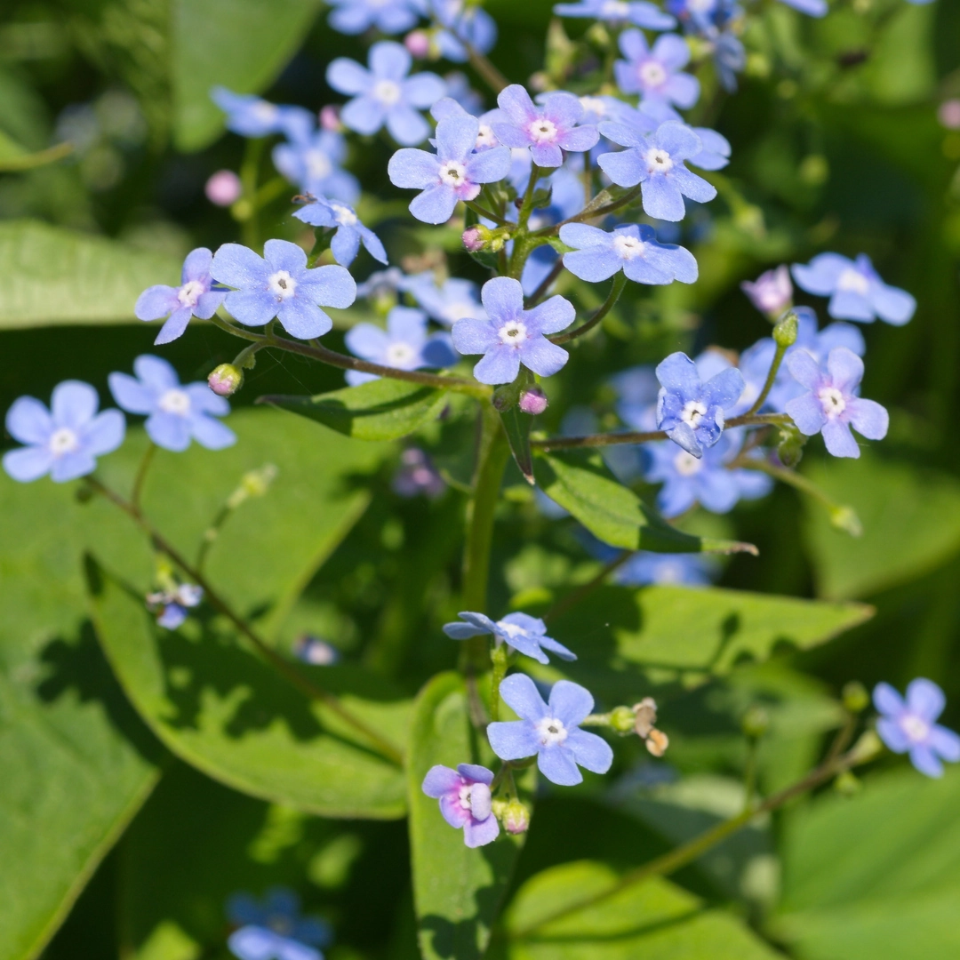 Brunnera macrophylla