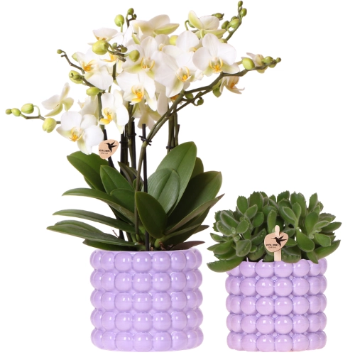 Lausanne Orchidee & Grünpflanze im Poppy Lila Übertopf