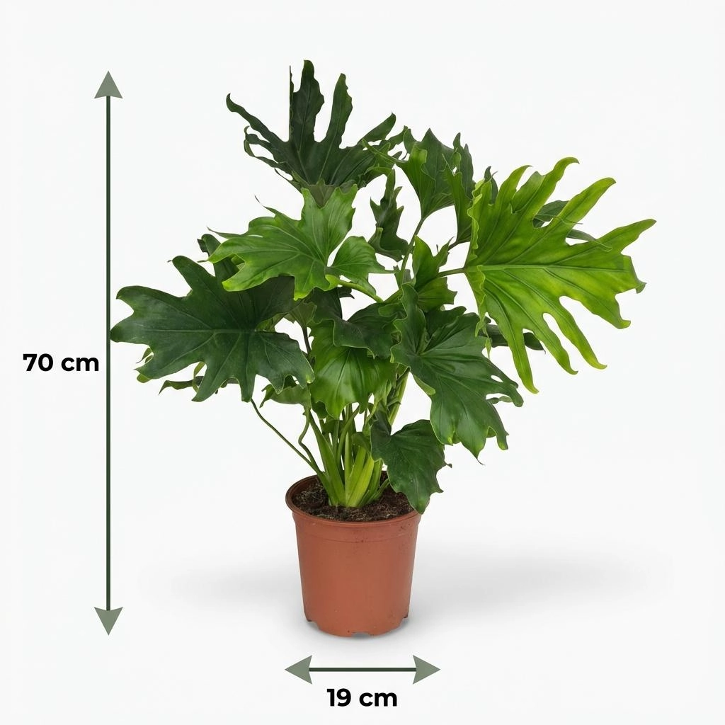 Philodendron Lickety Split
