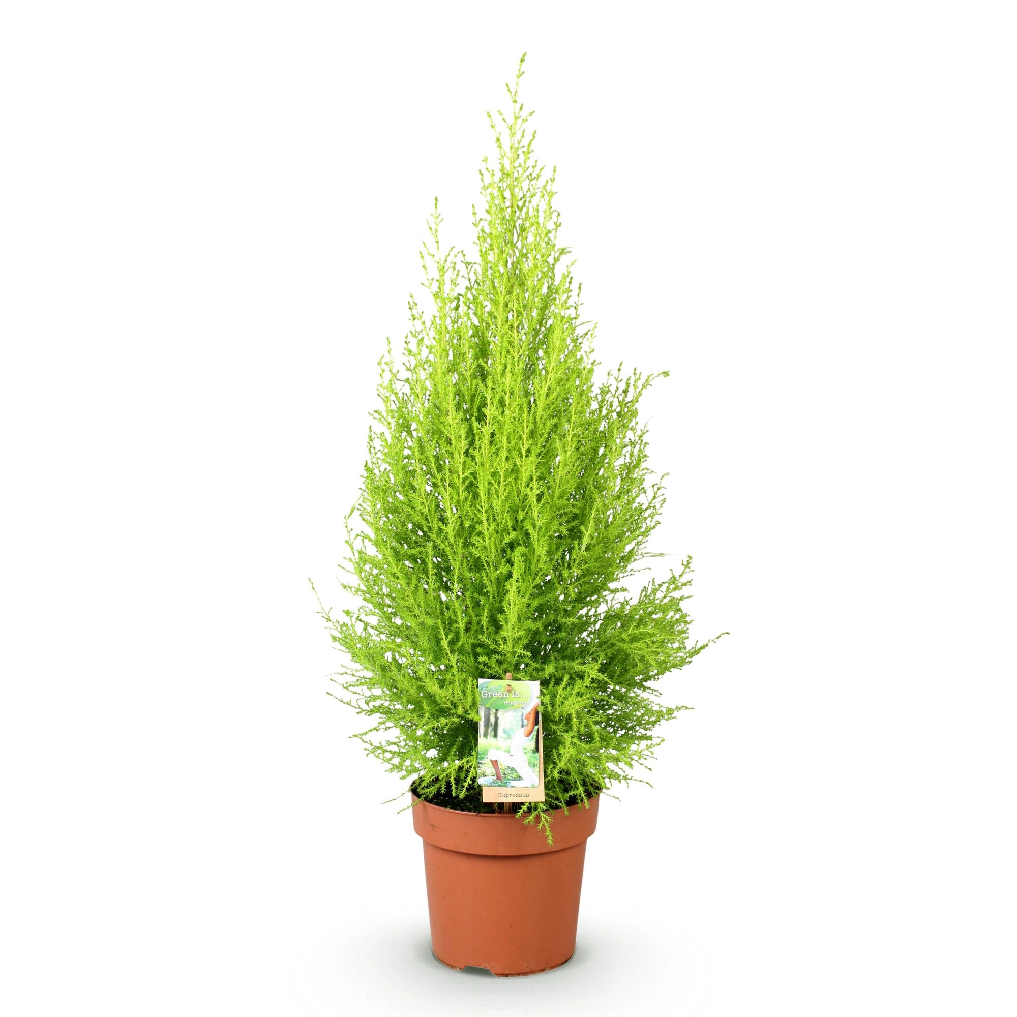 Cupressus Gold Crest Wilma